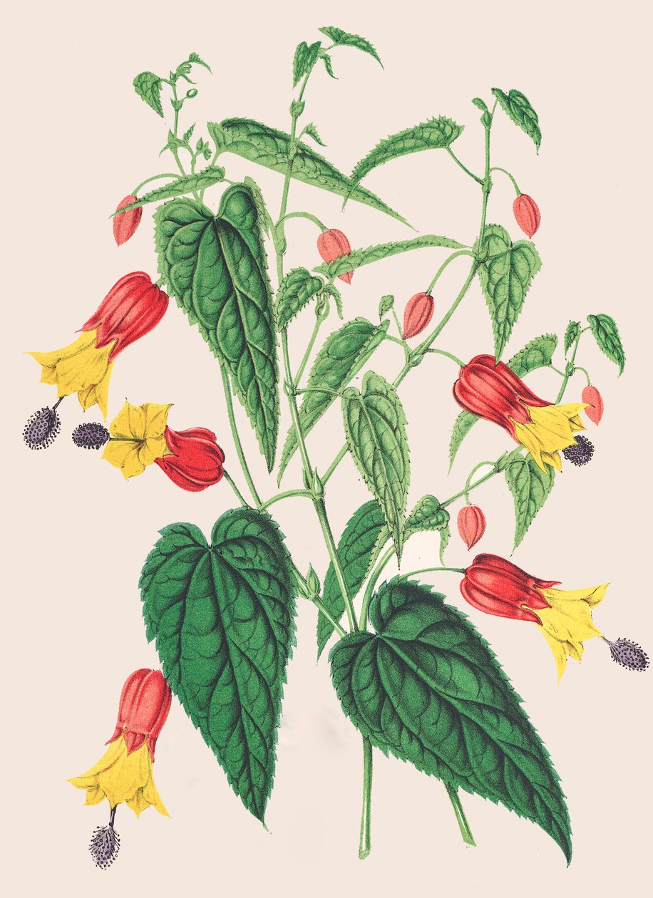 Botanische illustratie/Abutilon megapotamicum/Abutilon door Unbekannter Künstler