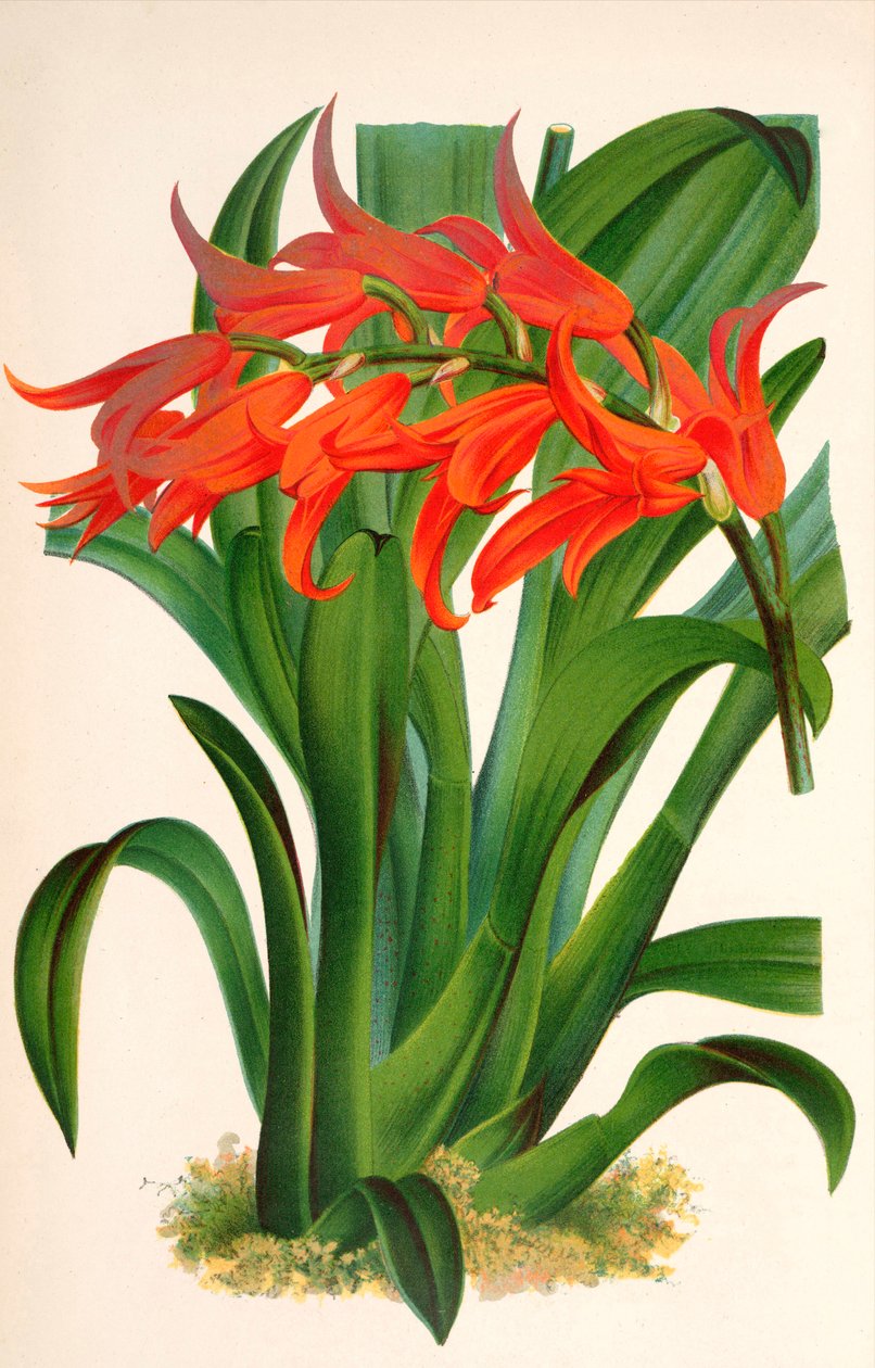 Botanische illustratie/Ada aurantiaca door Unbekannt