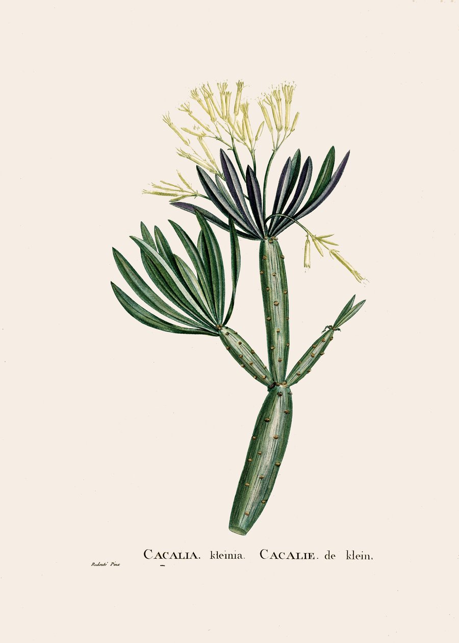 Botanische illustratie/Redoubt/Senecio kleinia/Senecon door William M. Timlin
