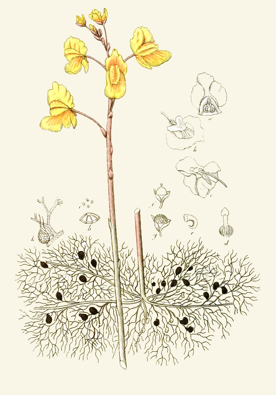 Botanische illustratie/Utricularia vulgaris/Gewone blaasjeskruid door Unbekannt