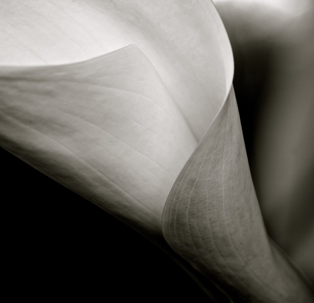 Callalily, 2015 (zw/w foto) door William M. Timlin
