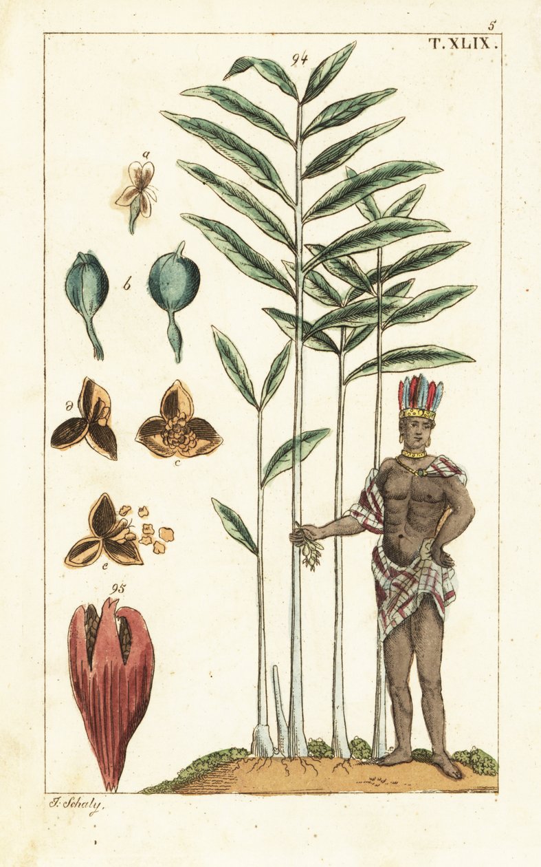 Kardemomboom, Elettaria cardamomum door Unbekannter Künstler