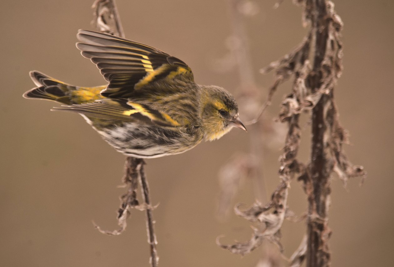 Carduelis spinus/Elzen Sijs/Eurasian Siskin door William M. Timlin