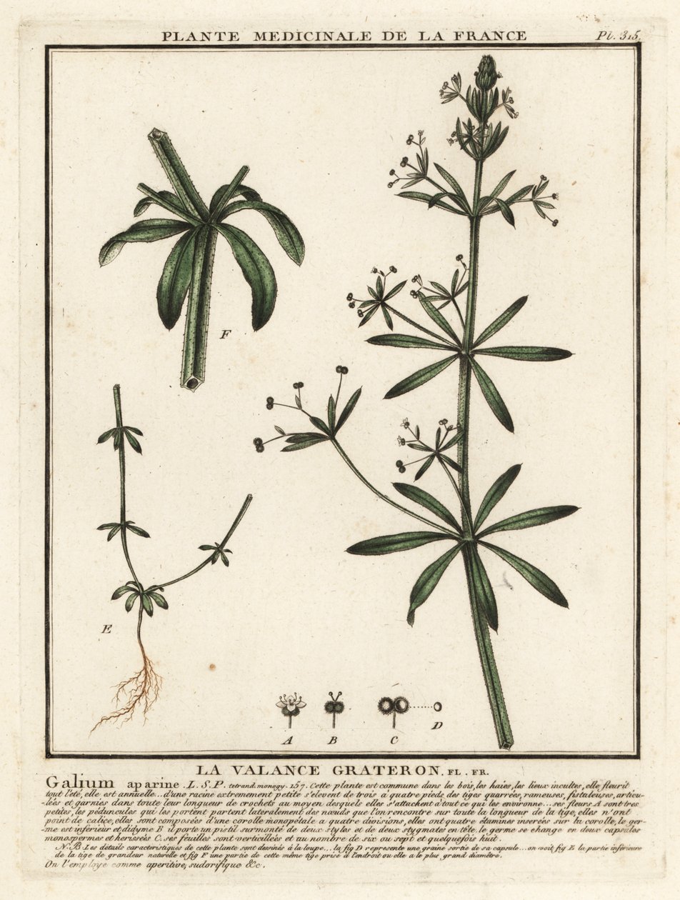 Kleefkruid, Galium aparine door Unbekannter Künstler