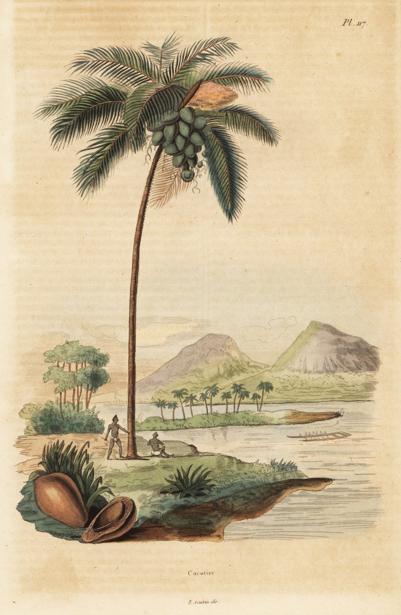 Kokosboom, Cocos nucifera door Unbekannt