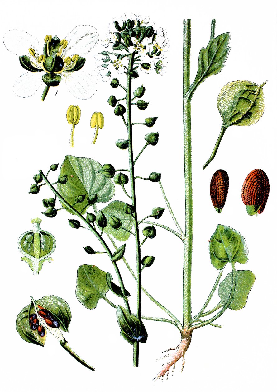 Gewone lepelblad, Cochlearia officinalis door Unbekannter Künstler