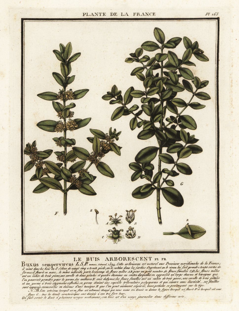 Gewone buxus, Buxus sempervirens door Unbekannter Künstler