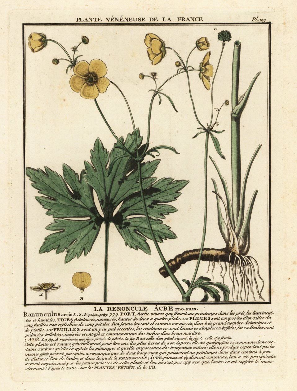 Gewone boterbloem, Ranunculus acris door Unbekannter Künstler
