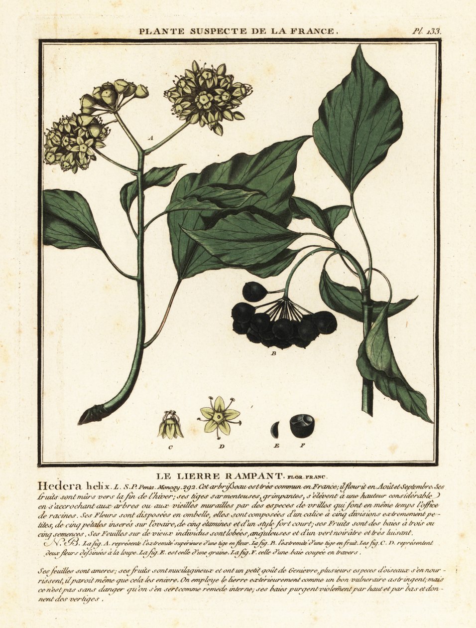 Klimop, Hedera helix door Unbekannter Künstler