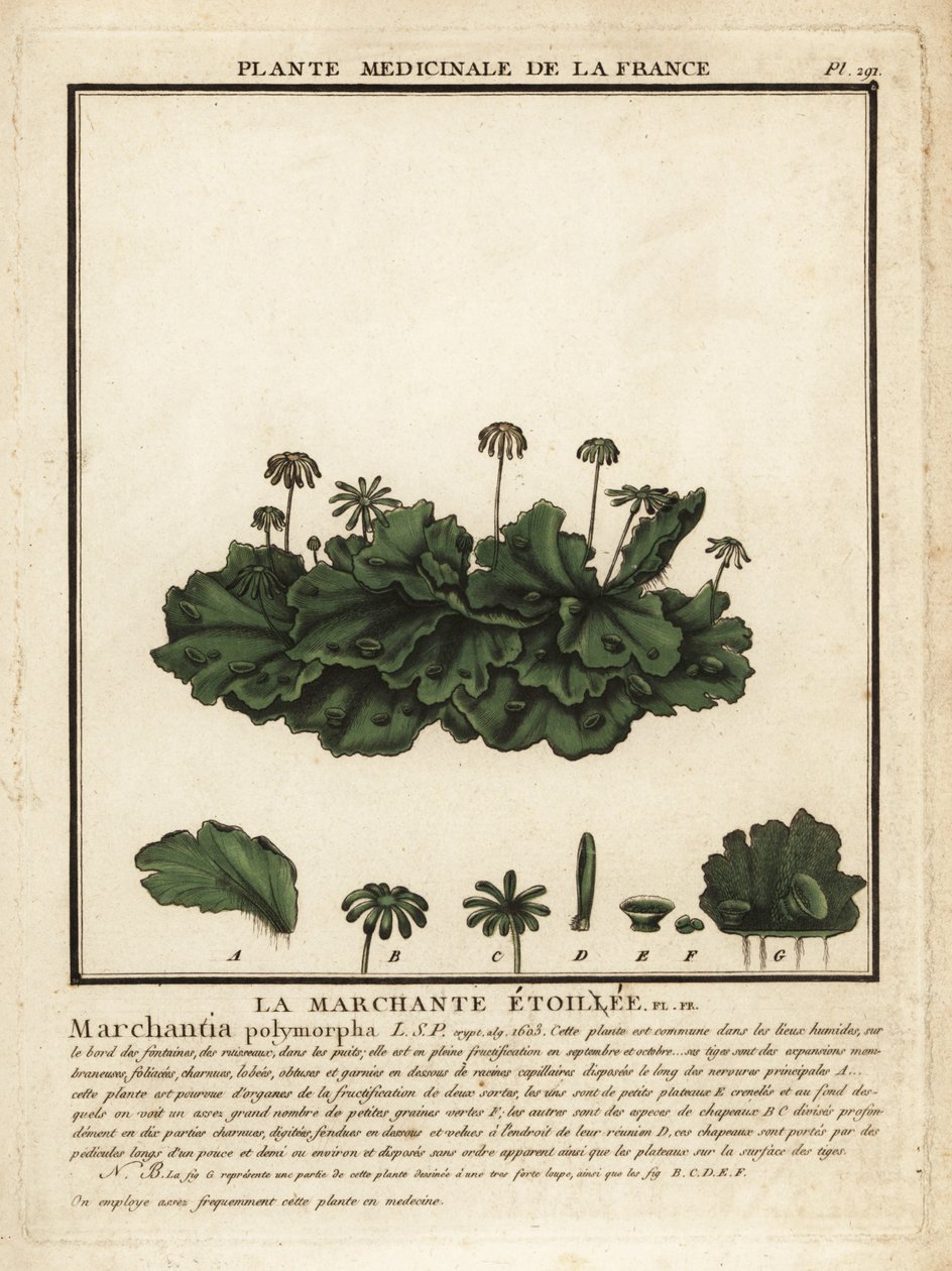 Gewone levermos, Marchantia polymorpha door Unbekannter Künstler