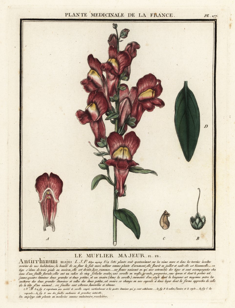 Leeuwenbek, Antirrhinum majus door Unbekannter Künstler
