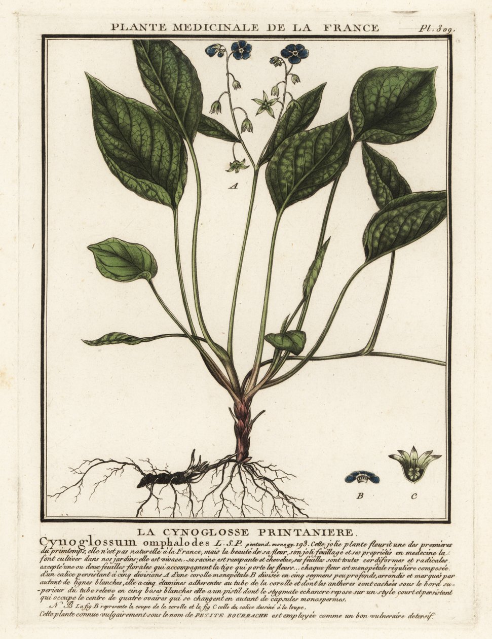 Kruipende navelkruid, Omphalodes verna door Unbekannter Künstler