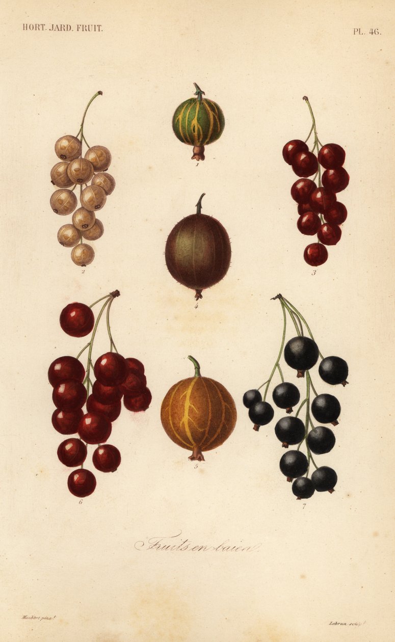 Bessen en bessen, fruits en baies door Unbekannt