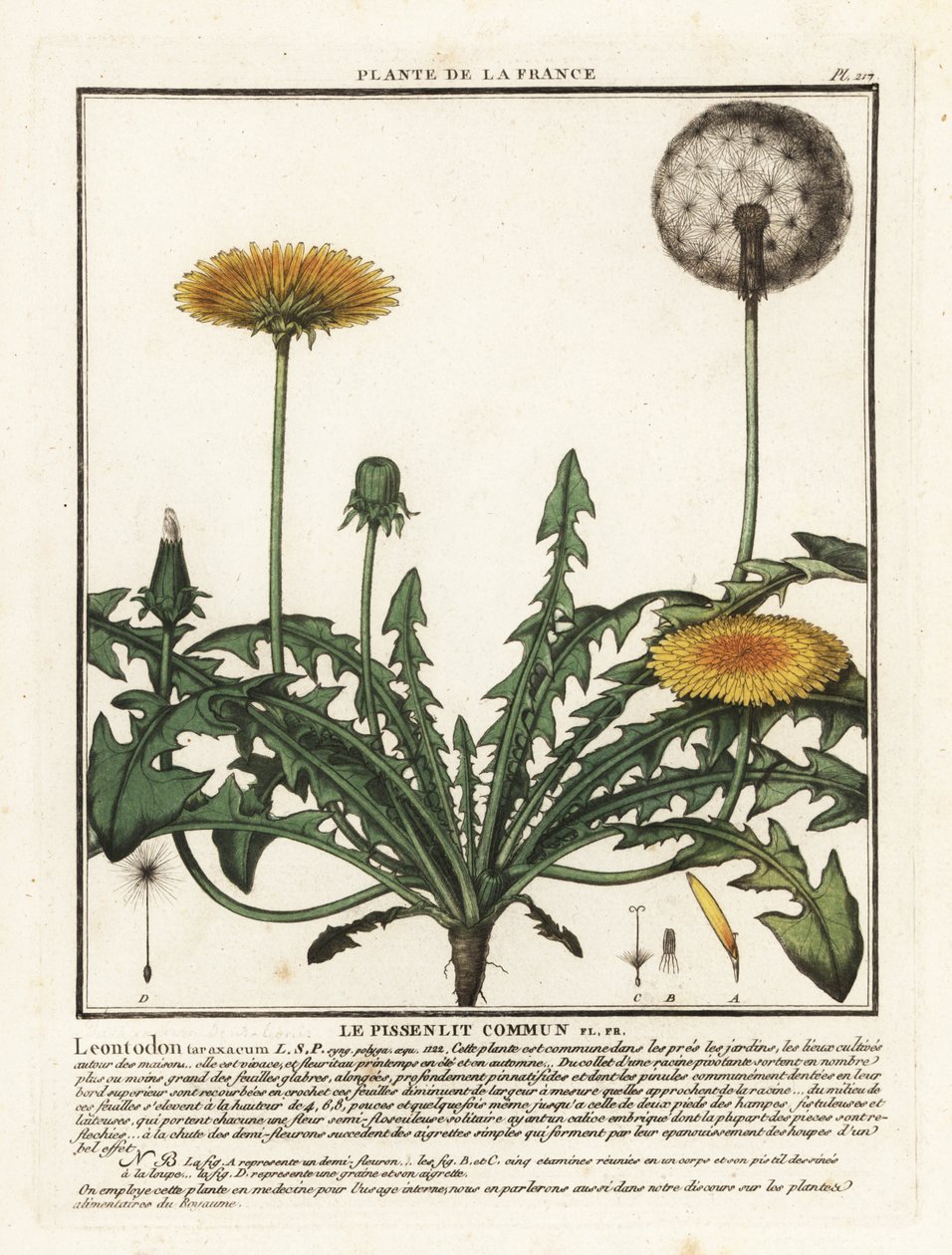 Paardenbloem, Taraxacum campylodes door Unbekannter Künstler
