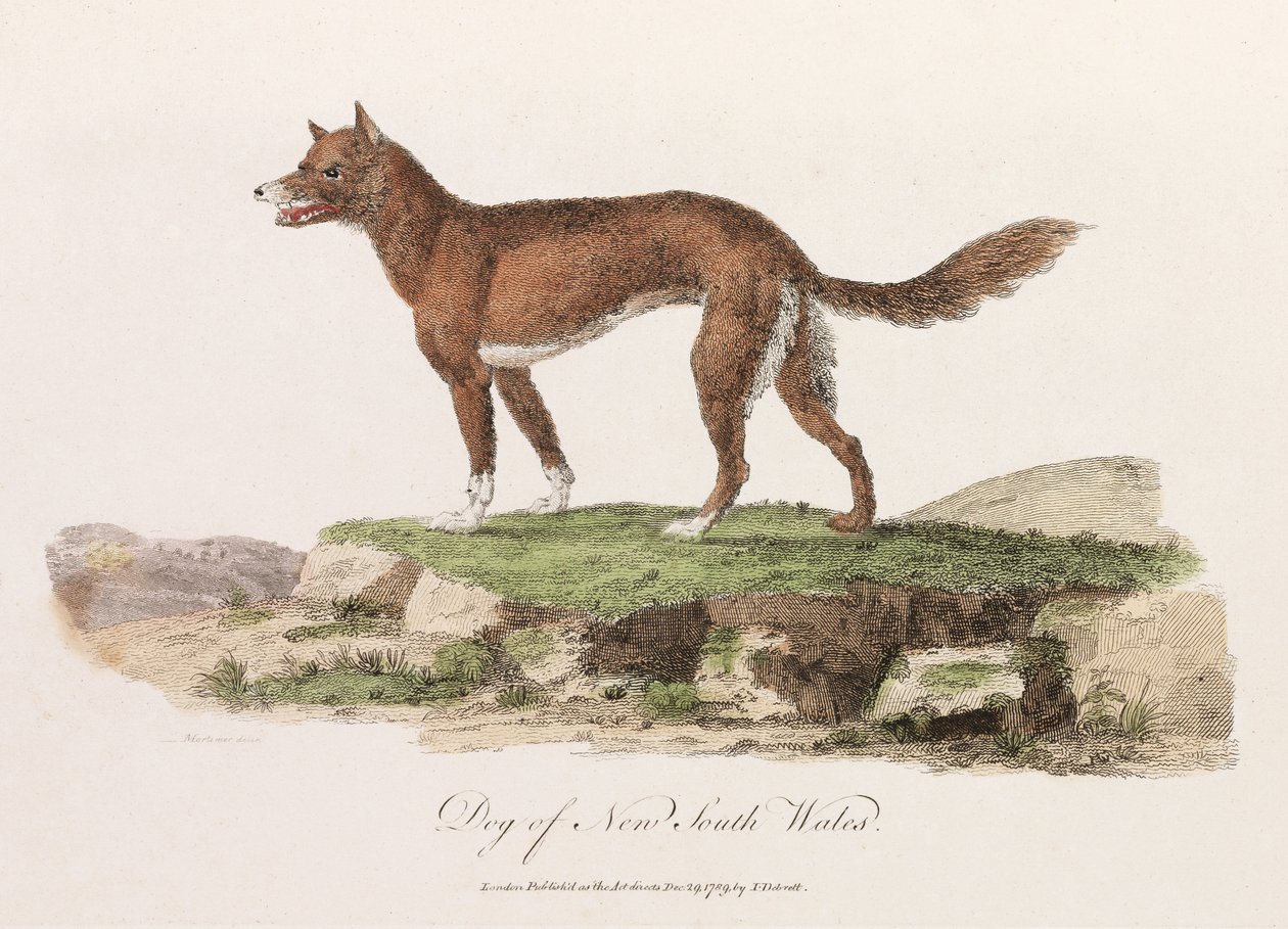 Hond van Nieuw-Zuid-Wales door Unbekannter Künstler