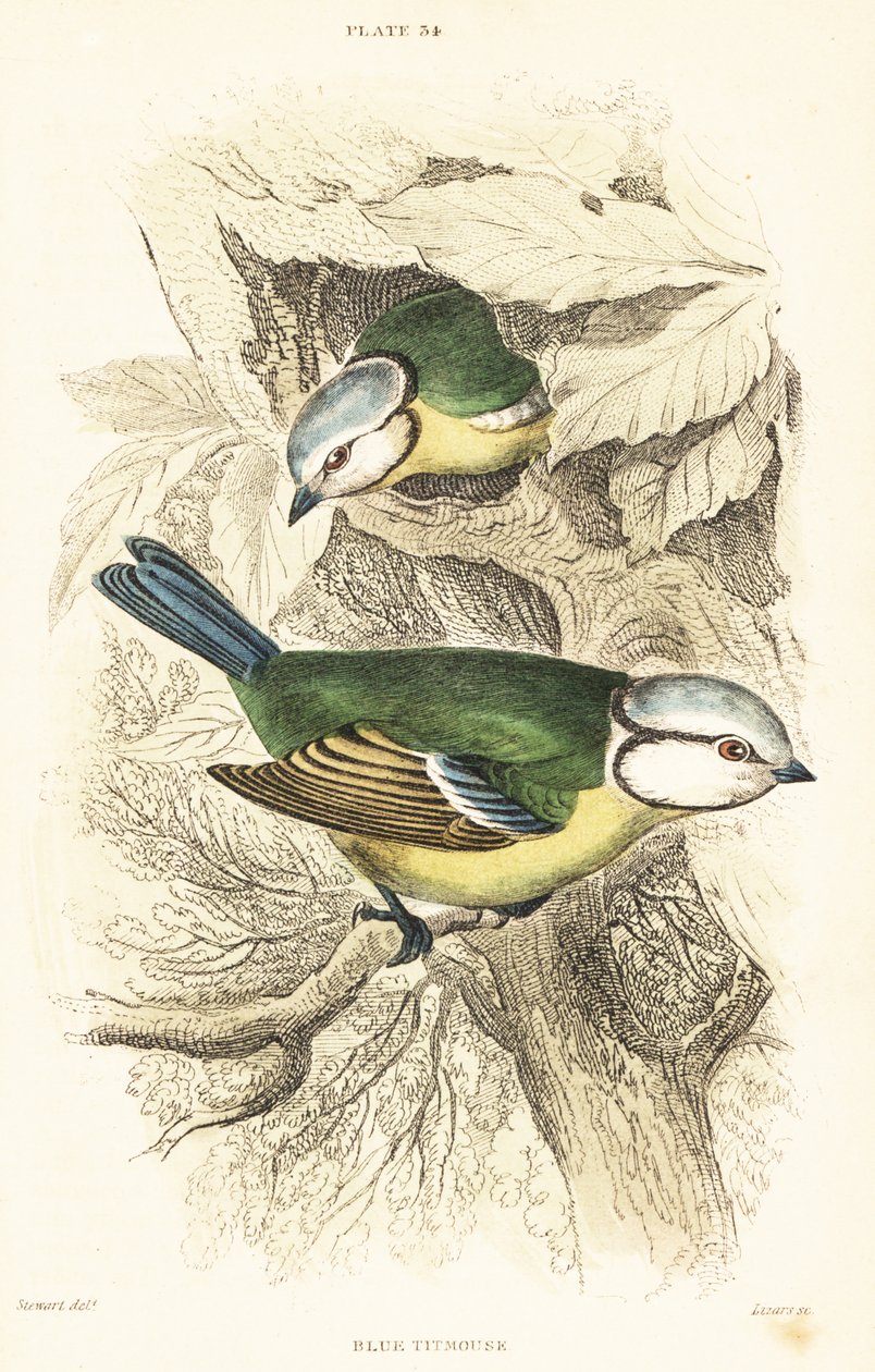Euraziatische pimpelmees, Cyanistes caeruleus door Unbekannter Künstler