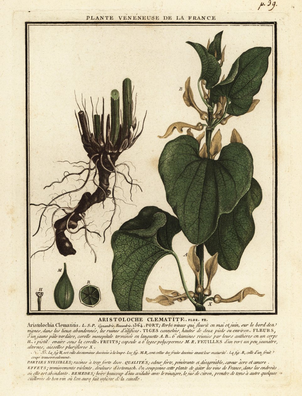Gewone pijpbloem, Aristolochia clematitis door Unbekannter Künstler
