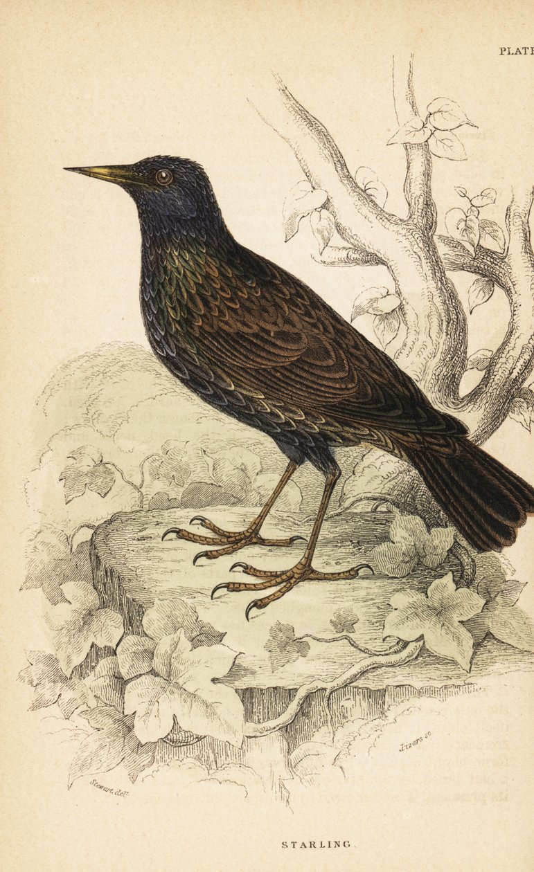 Spreeuw, Sturnus vulgaris door Unbekannter Künstler
