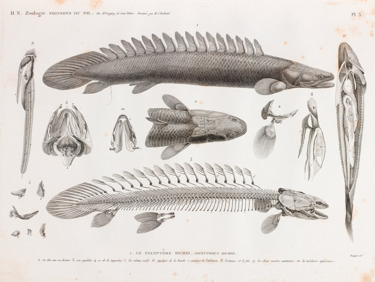 Vissen: Le Polyptere Bichir, anatomie door Unbekannt