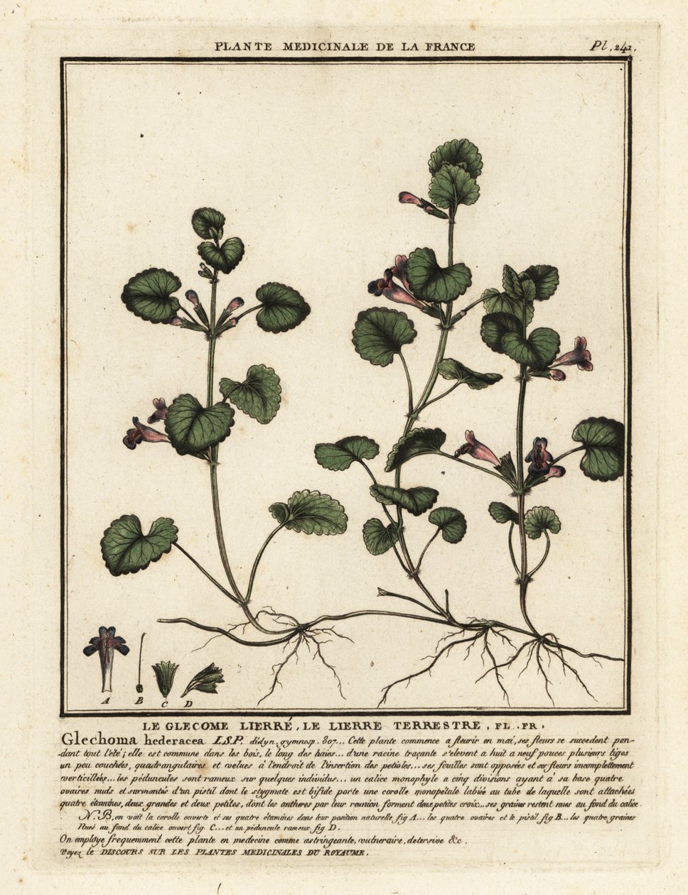 Hondsdraf, Glechoma hederacea door Unbekannter Künstler