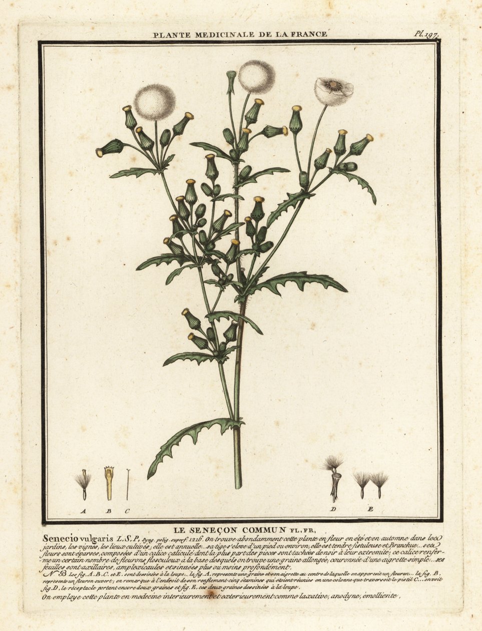 Kruiskruid, Senecio vulgaris door Unbekannter Künstler