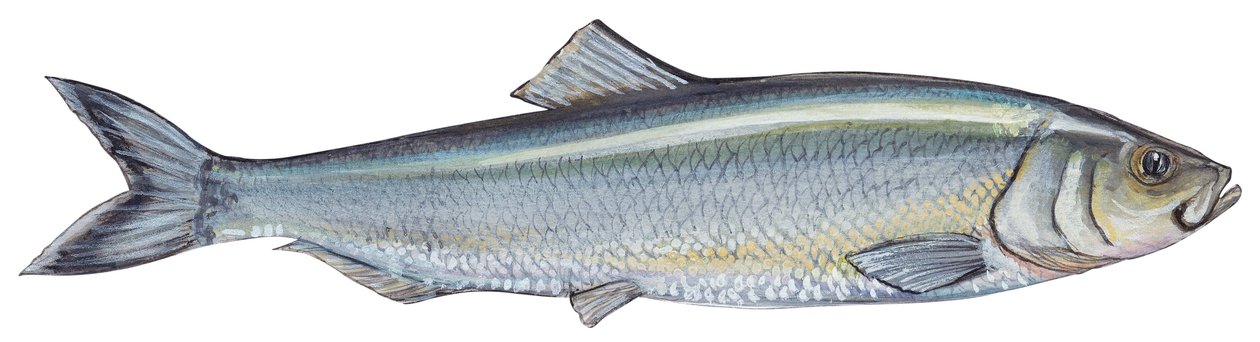 Haring - Atlantische haring (Clupea harengus) door Unbekannter Künstler
