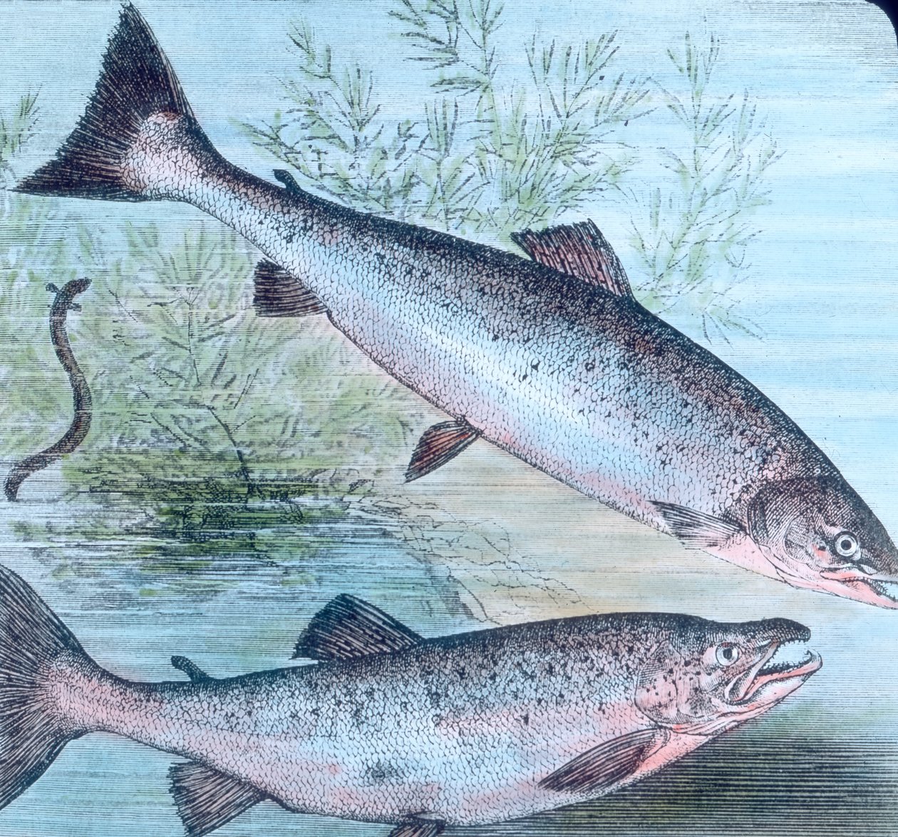 Illustratie van zalm en zalmforel door Unbekannter Künstler