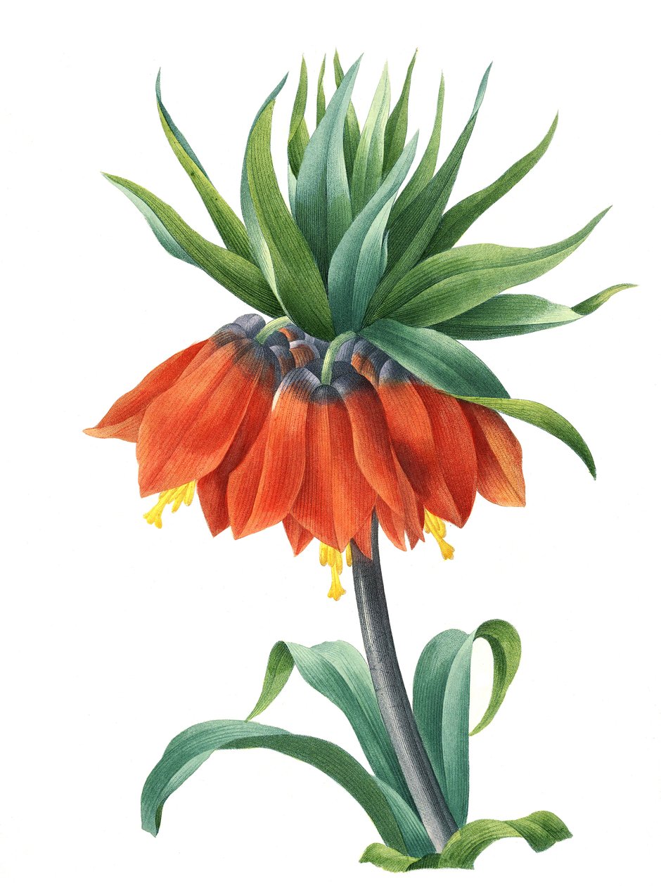 Keizerskroon (Fritillaria imperialis) door Unbekannter Künstler