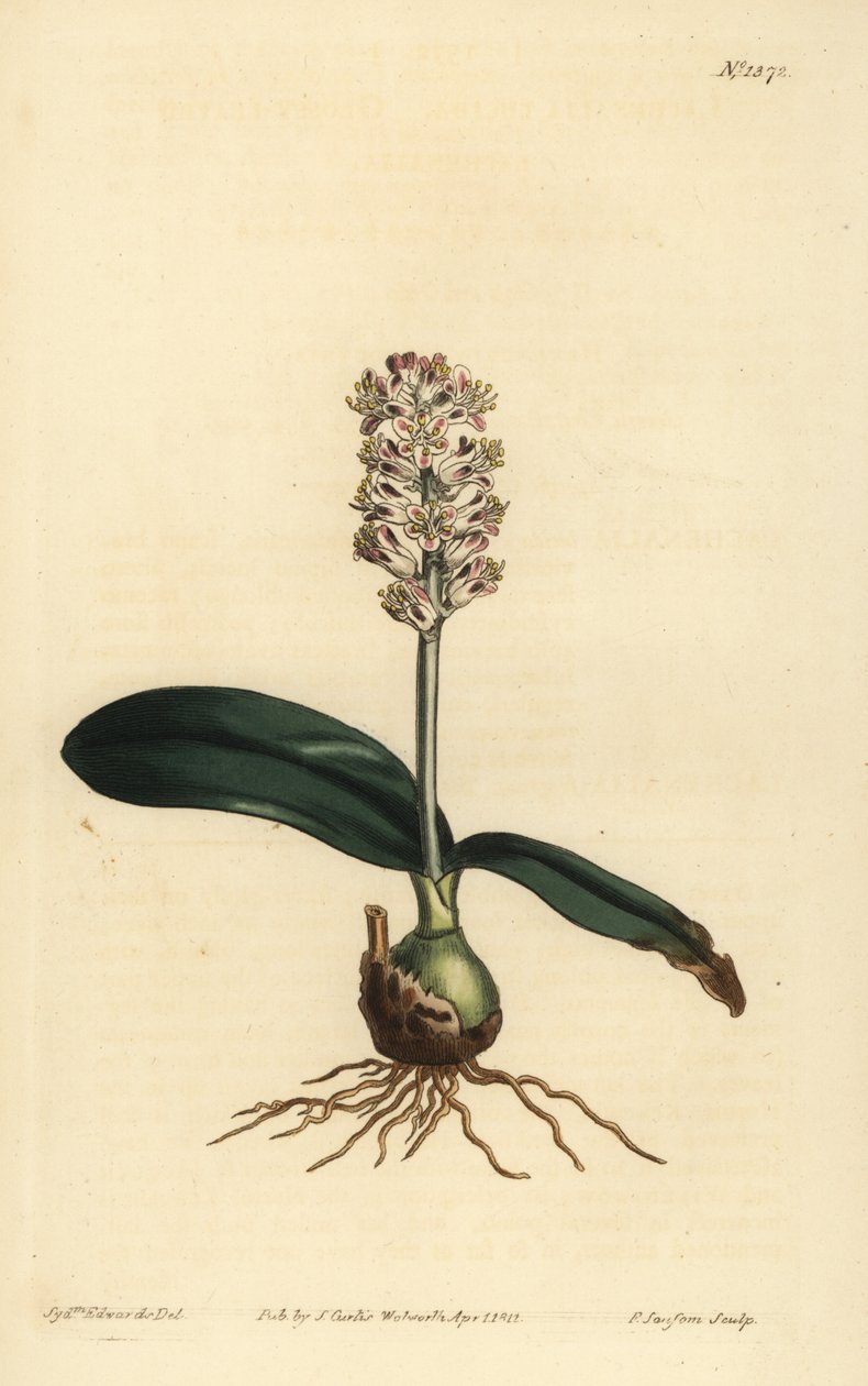 Lachenalia pallida door Unbekannt
