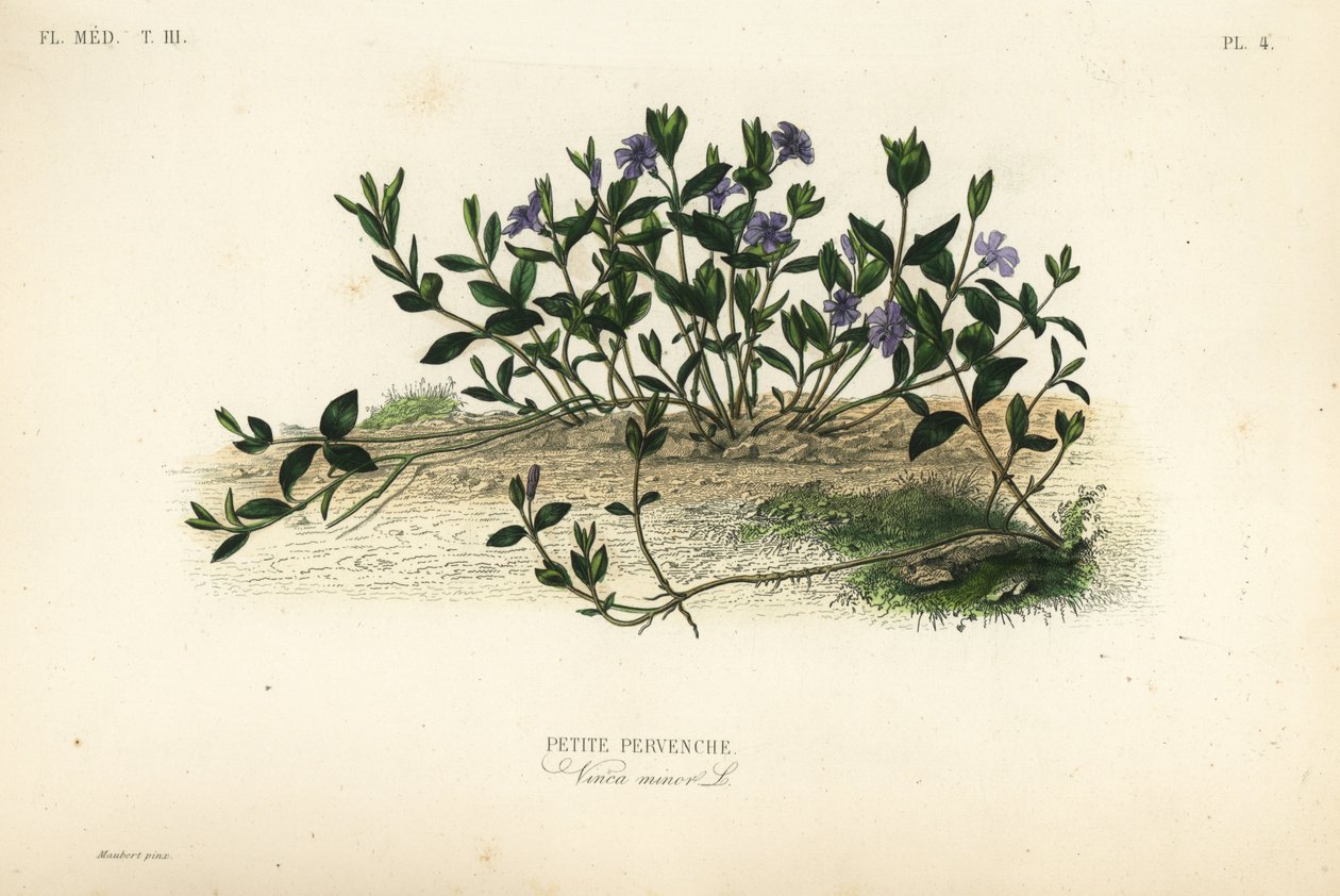 Kleine maagdenpalm, Vinca minor, Petite pervenche door Unbekannt