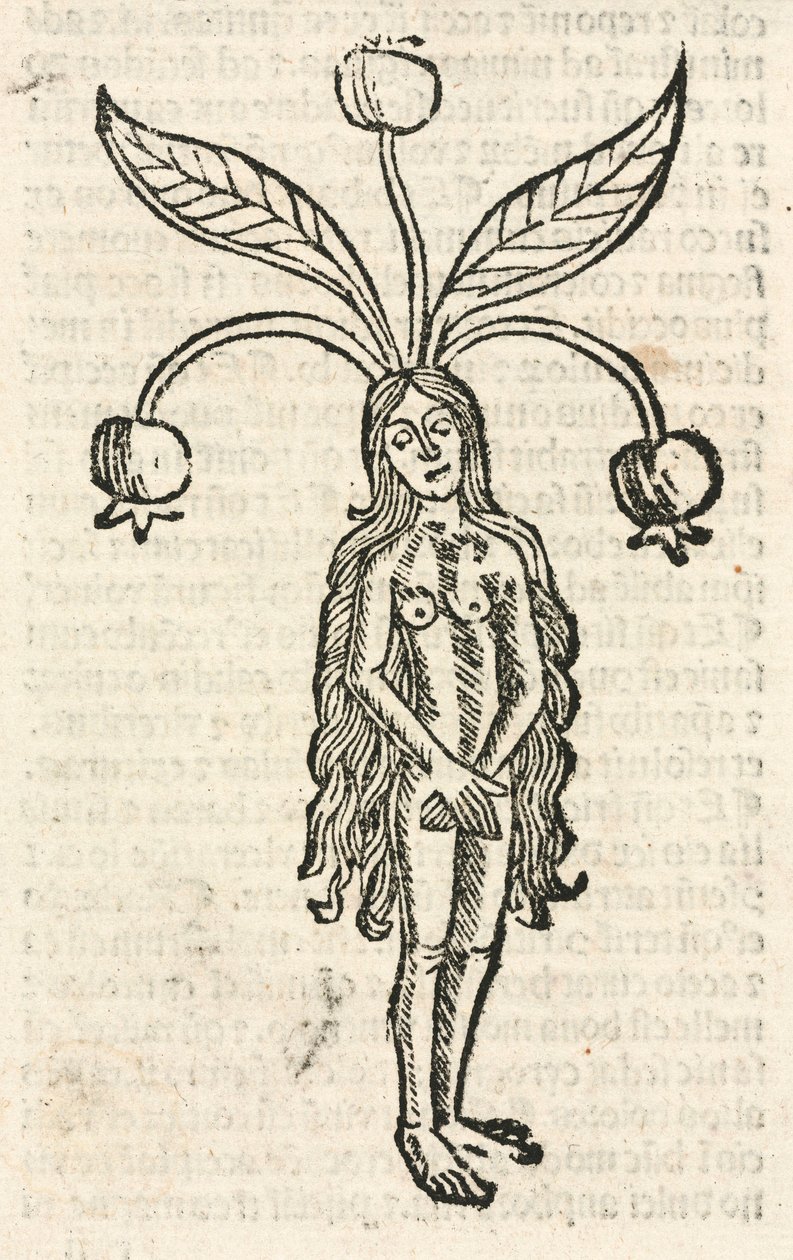 Mandragora (vrouwelijke vorm) door Unbekannt