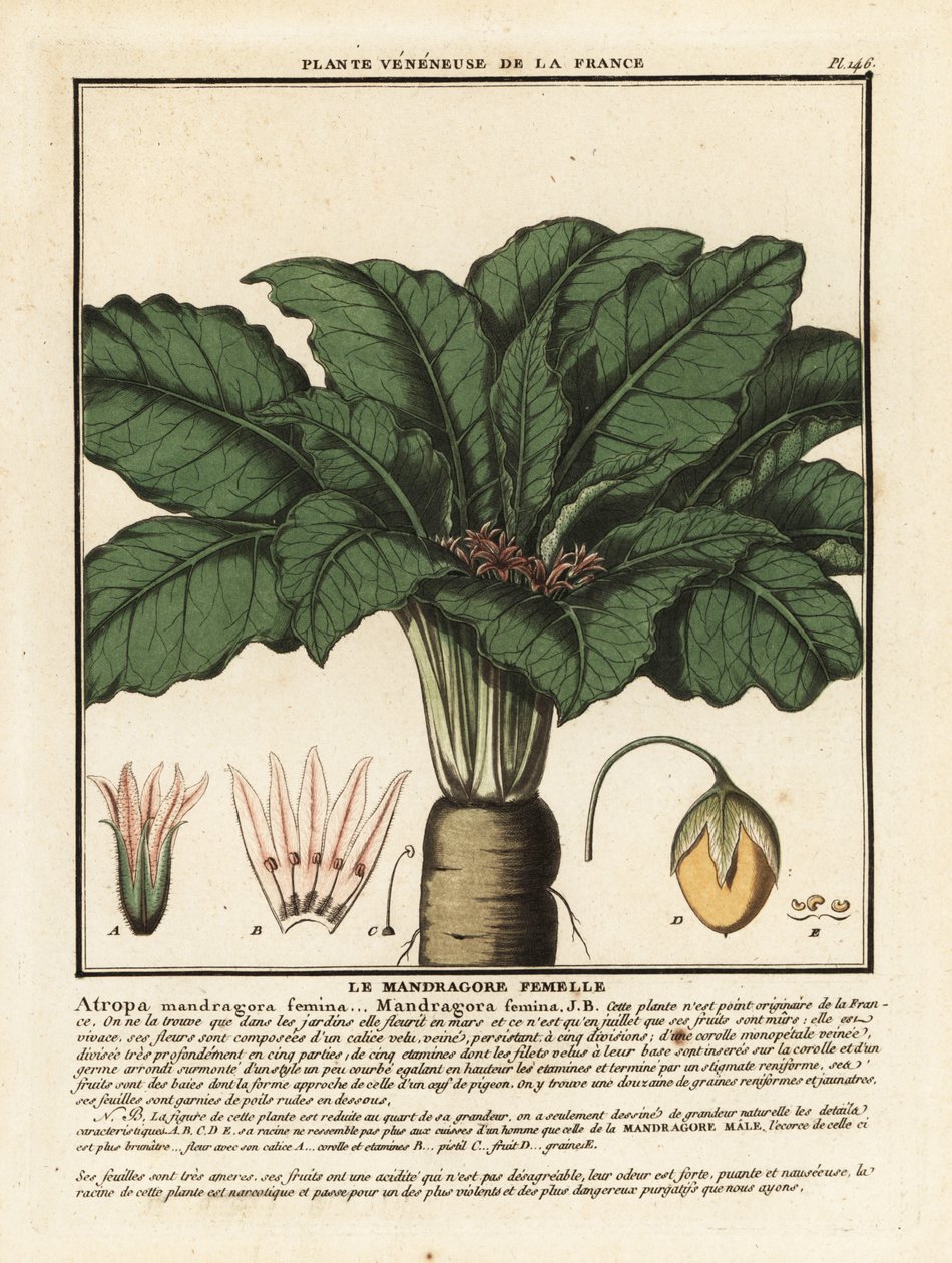 Mandragora, Mandragora officinarum door Unbekannter Künstler