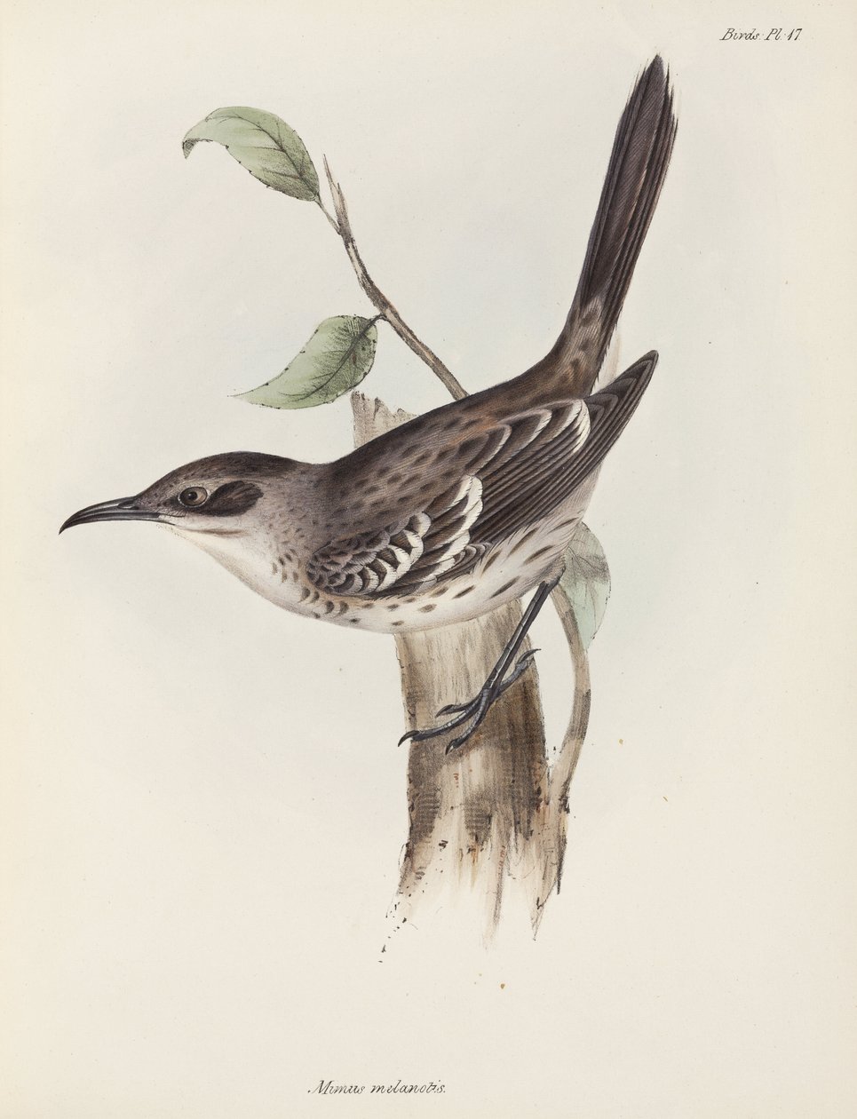 Spotvogel, Galapagos Eilanden, ca. 1832-1836 door Unbekannter Künstler