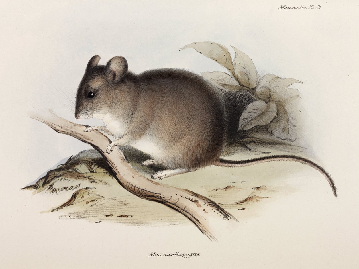 Muis, ca. 1832-1836 door Unbekannter Künstler