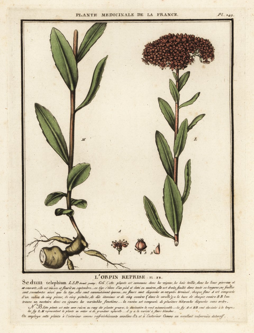 Hemelsleutel, Sedum telephium door Unbekannter Künstler