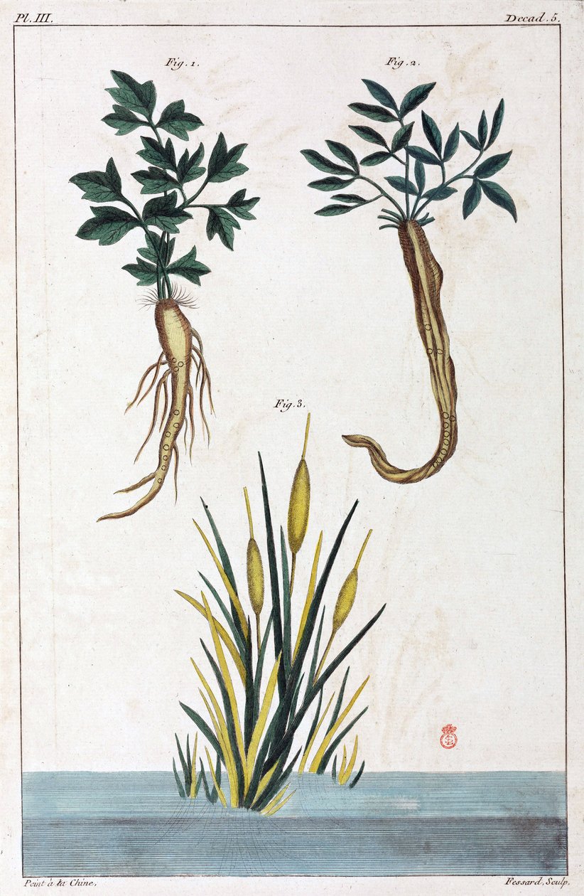 Medicinale planten, China door Unbekannt