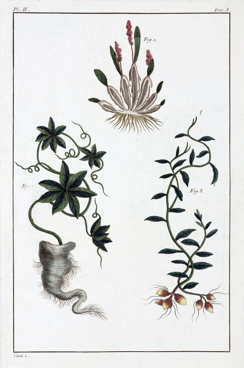 Medicinale planten, China door Unbekannt