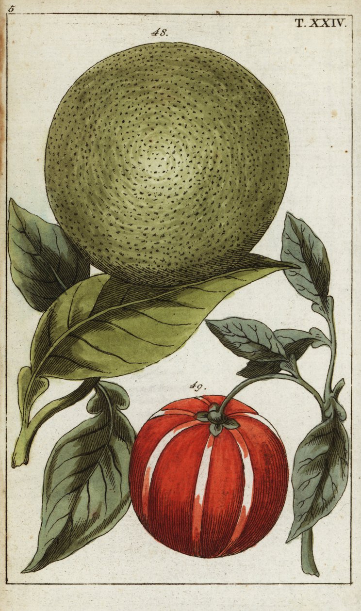 Pomelo of pummelo, Citrus maxima door Unbekannter Künstler