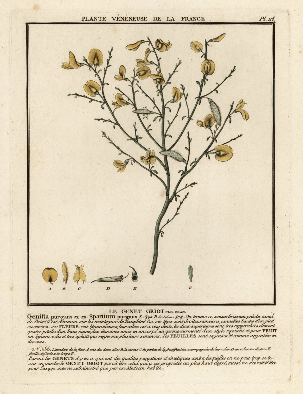 Zuurbrem, Cytisus purgans door Unbekannter Künstler