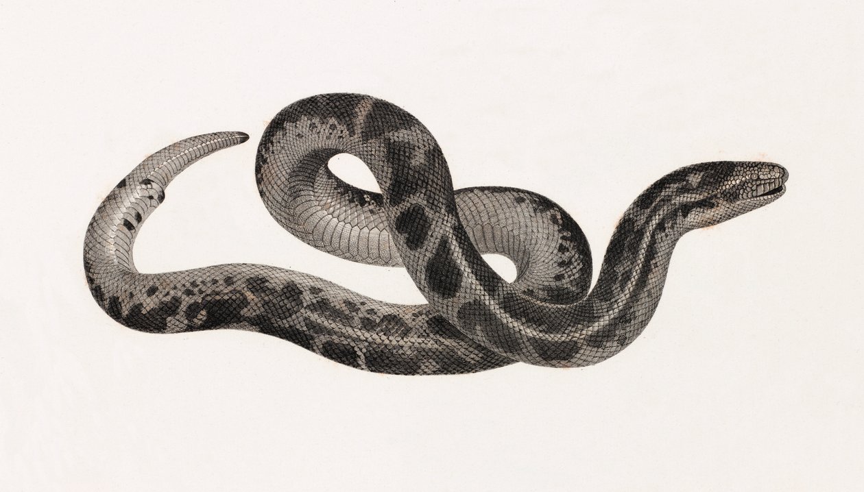 Reptielen: een slang uit Thebaïde door Unbekannt