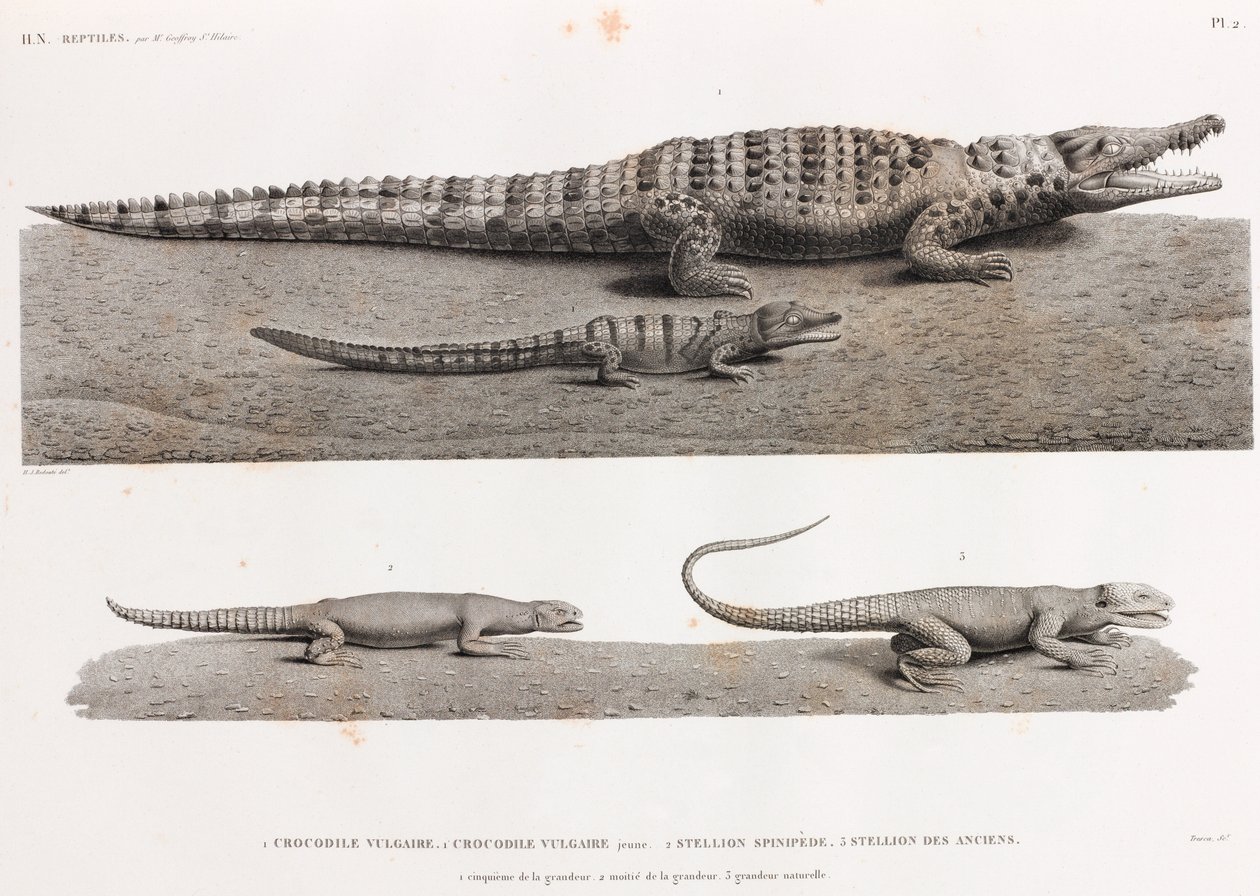 Reptielen: krokodillen en stellions door Unbekannt