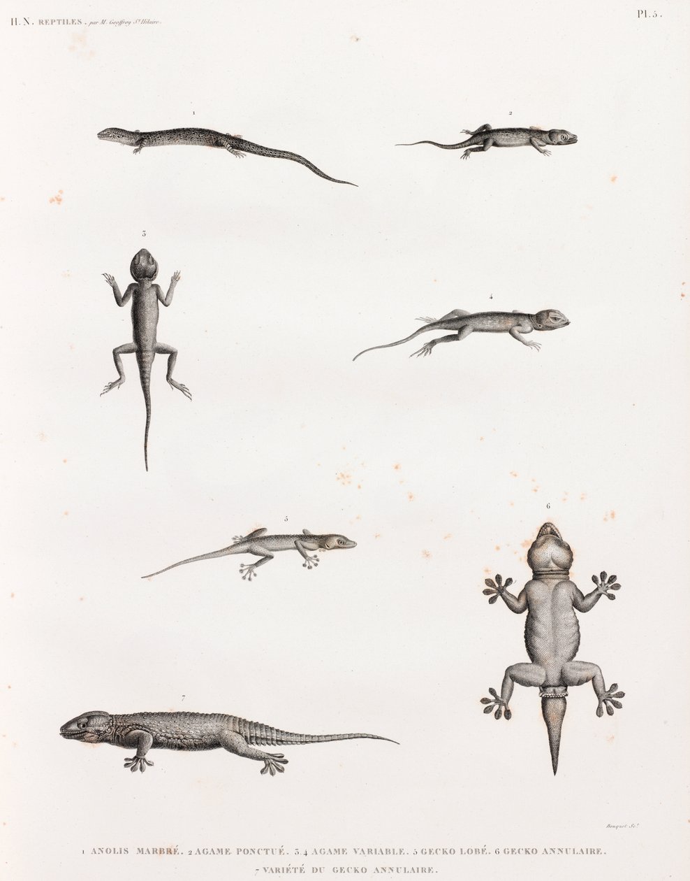 Reptielen: hagedissen en gekko
