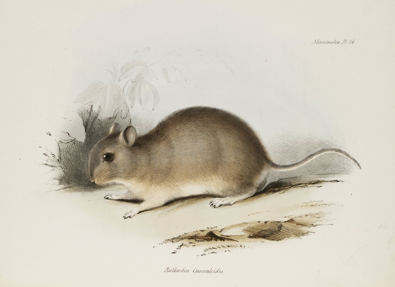 Knaagdier, ca. 1832-1836 door Unbekannter Künstler