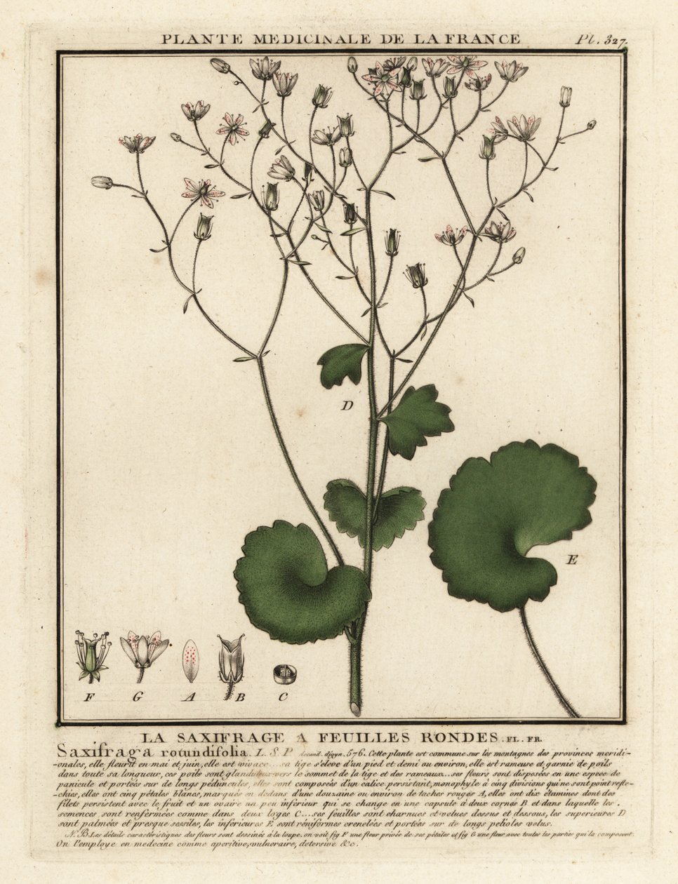Rondbladige steenbreek, Saxifraga rotundifolia door Unbekannter Künstler
