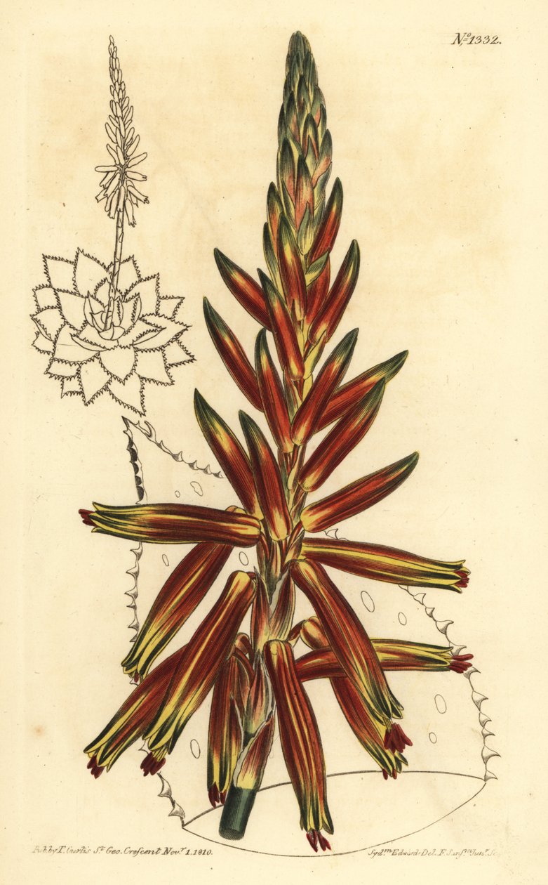 Kortbladige aloë, Aloe brevifolia var. door Unbekannt