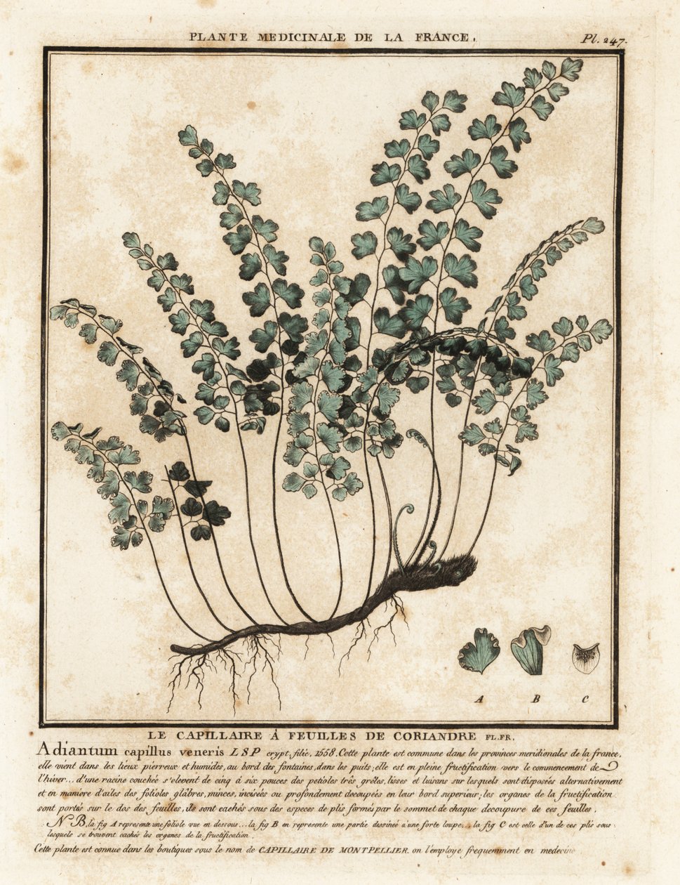 Venushaar, Adiantum capillus-veneris door Unbekannter Künstler