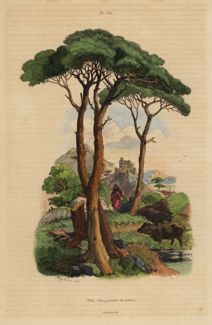 Steenpijnboom, Pinus pinea, Pin door Unbekannt