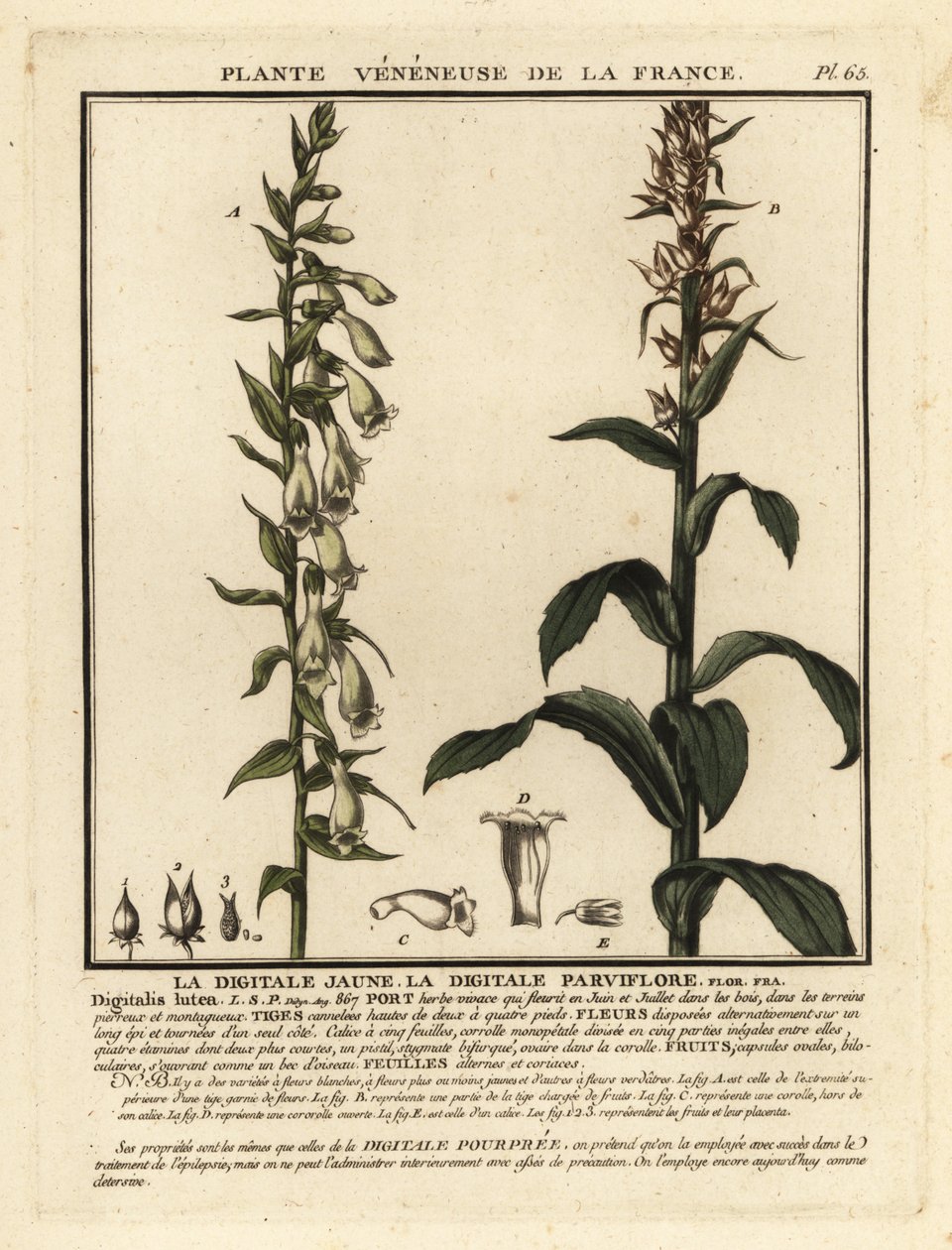 Gele vingerhoedskruid, Digitalis lutea door Unbekannter Künstler