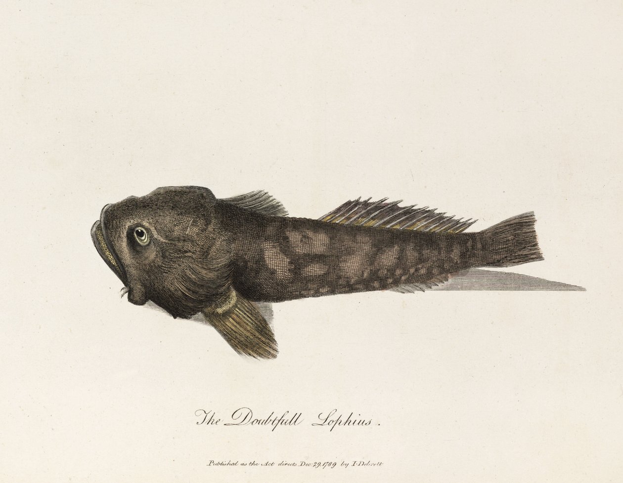De Twijfelachtige Lophius door Unbekannter Künstler