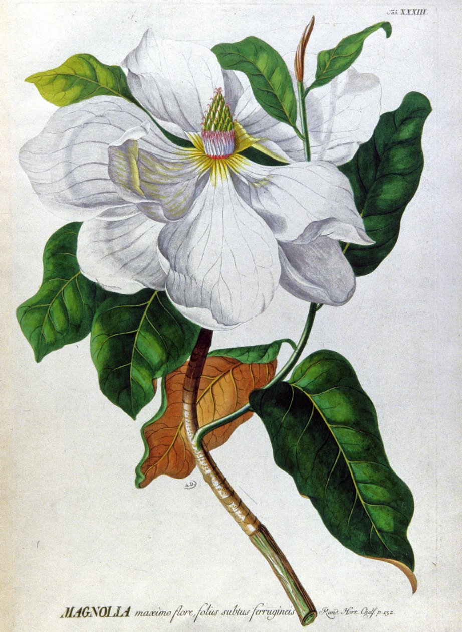 De Magnolia door Unbekannter Künstler